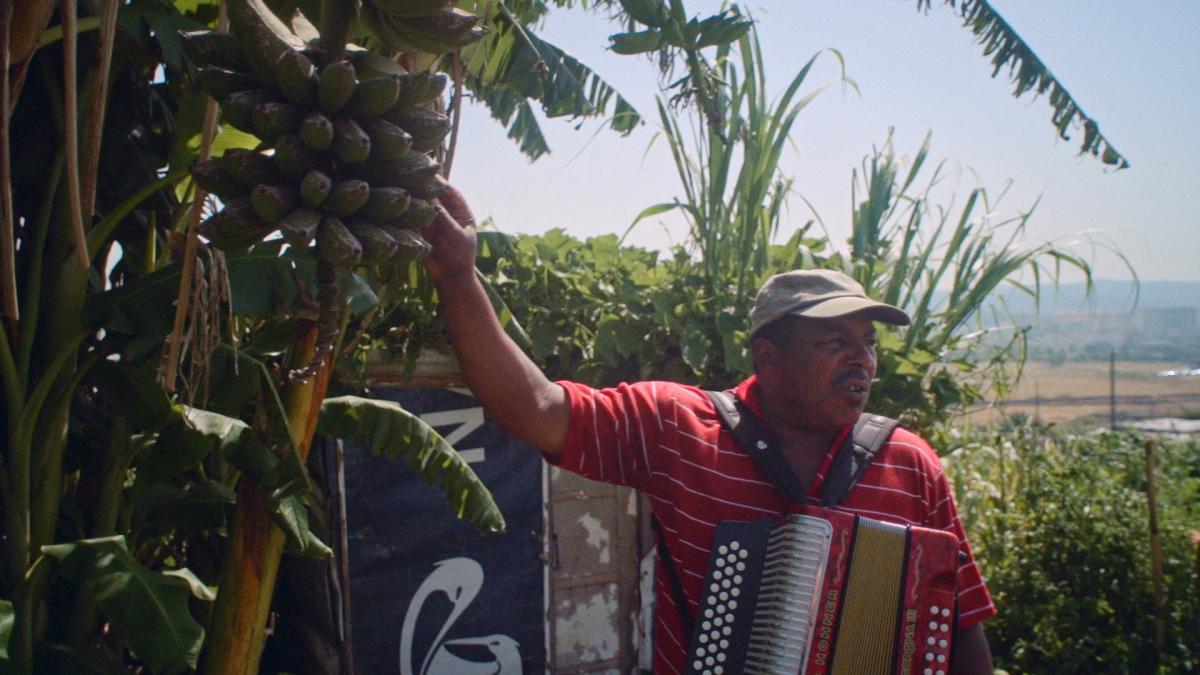 Julinho, his concertina & 17 yr old banana tree.BATIDA LISBOA 5.jpg