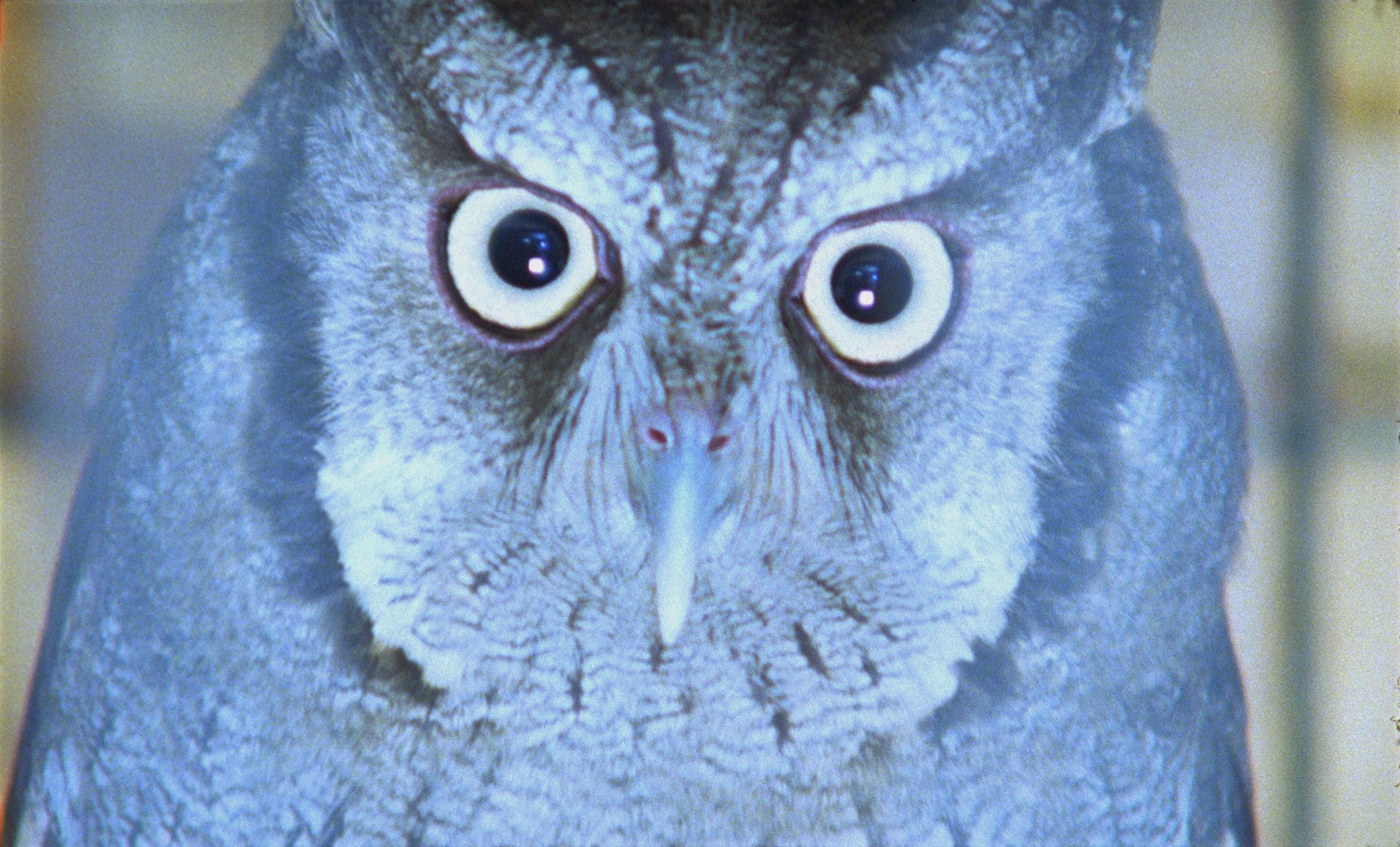An owl looking into the camera