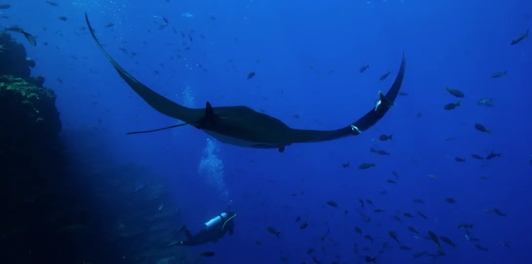 The Last Dive 2025 1