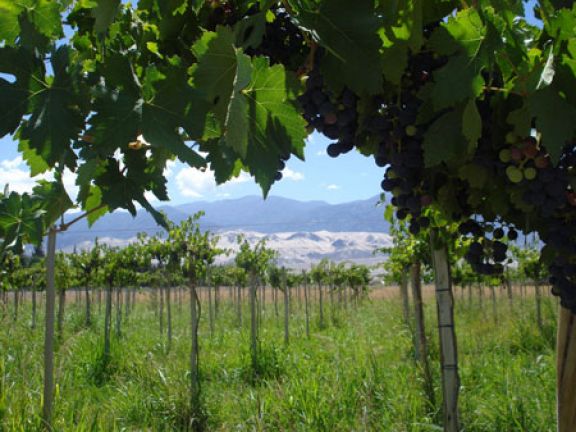 Cabernet-de-los-Andes-vineyard-photo-for-article.jpg