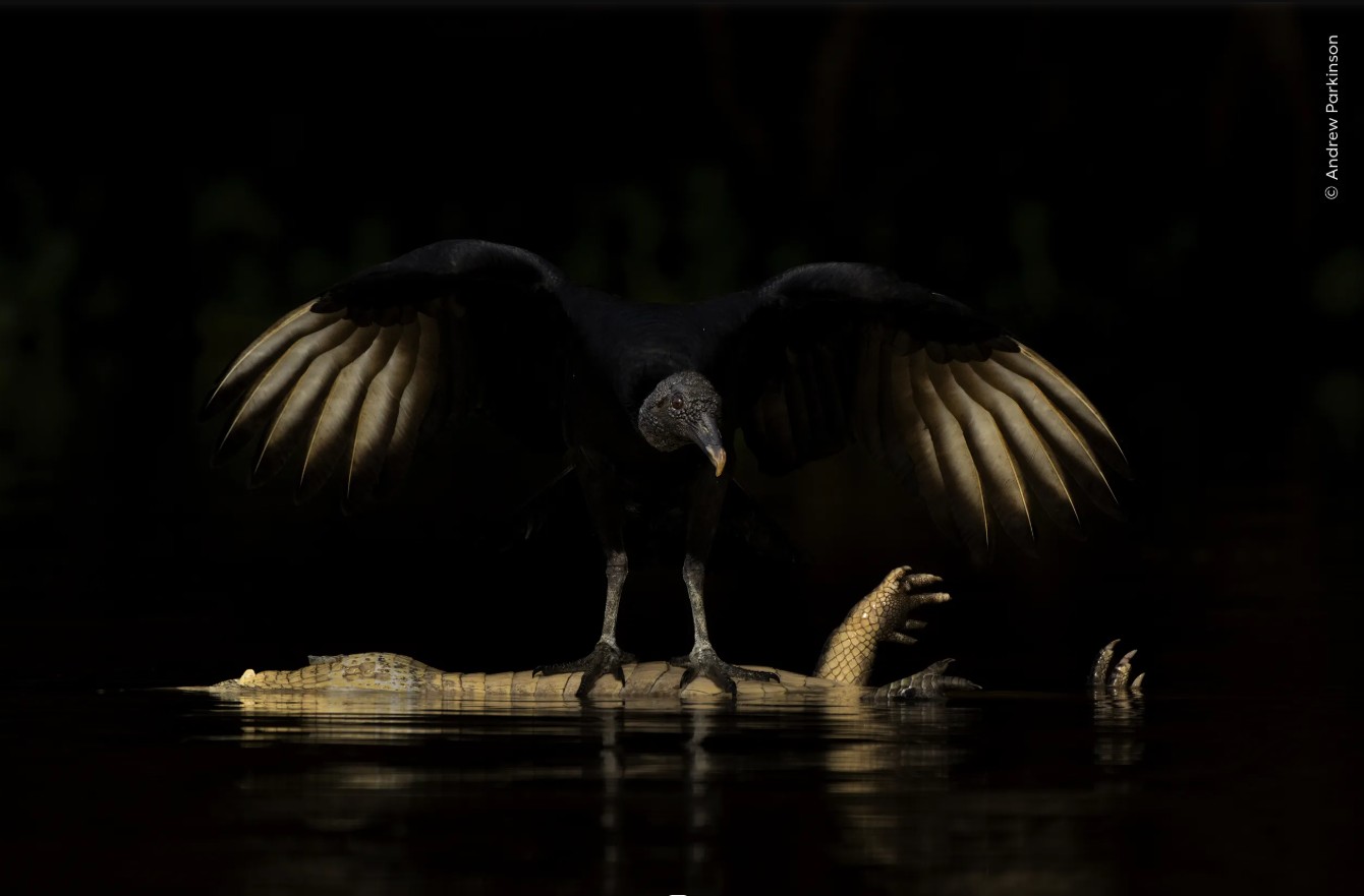 Photograph: Andy Parkinson/Wildlife photographer of the year 2026