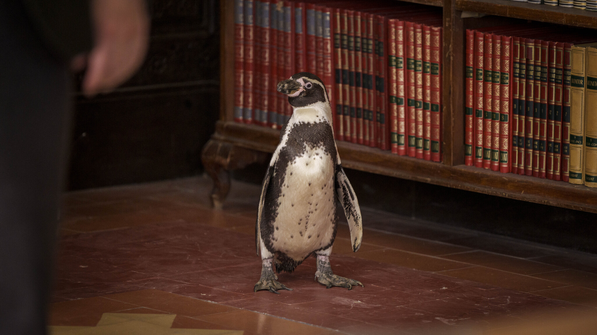 The Penguin Lessons 4