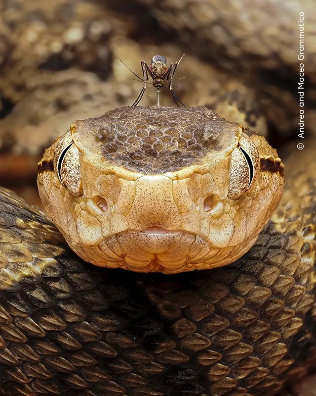 Photograph: Andrea and Maceo Grammatico/Wildlife photographer of the year 2026