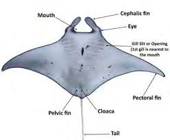 Manta Ray diagram