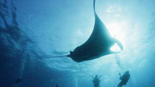 The Last Dive 2025 6