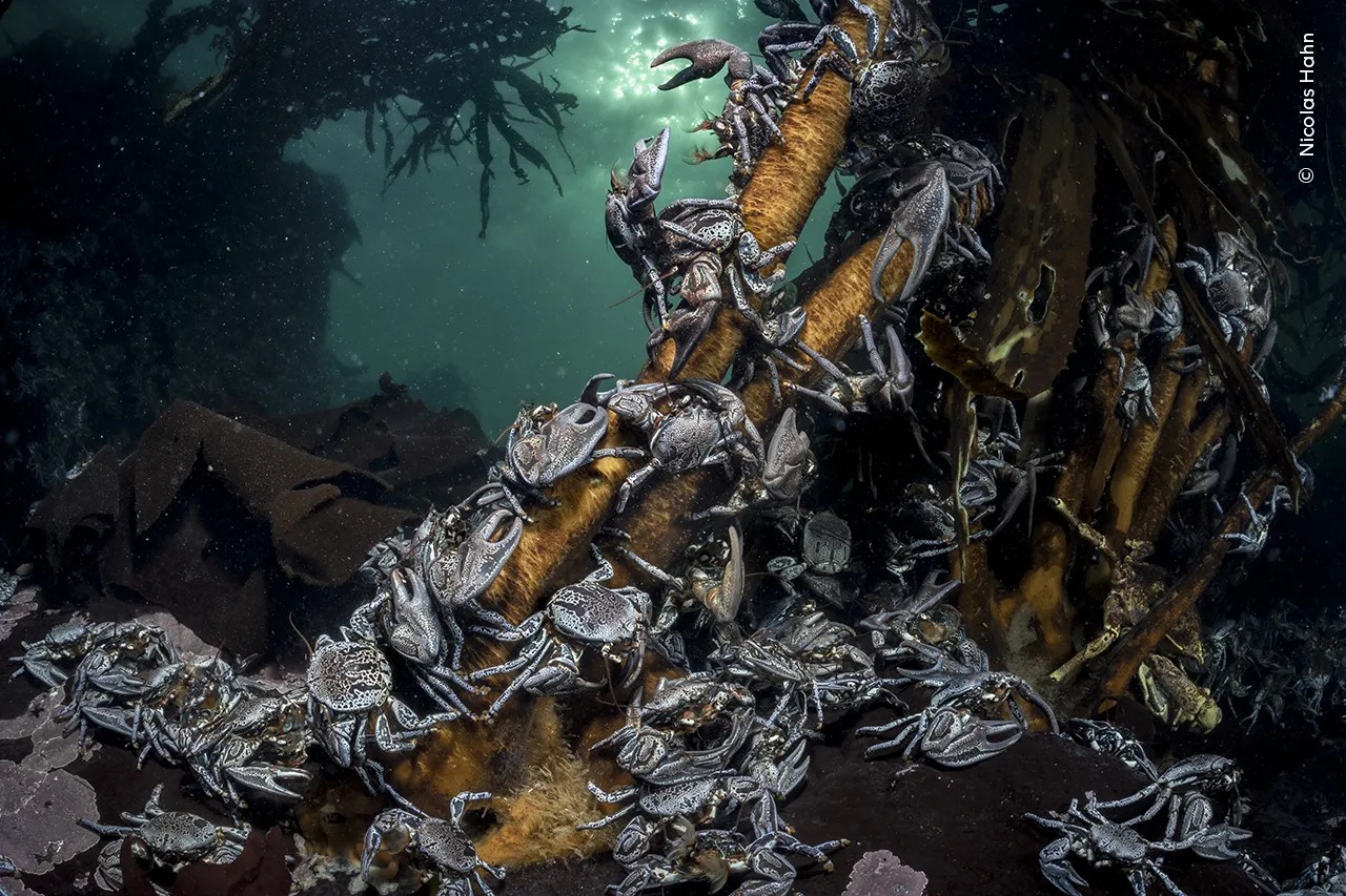 Photograph Nicolas Hahn, Wildlife photographer of the year 2026