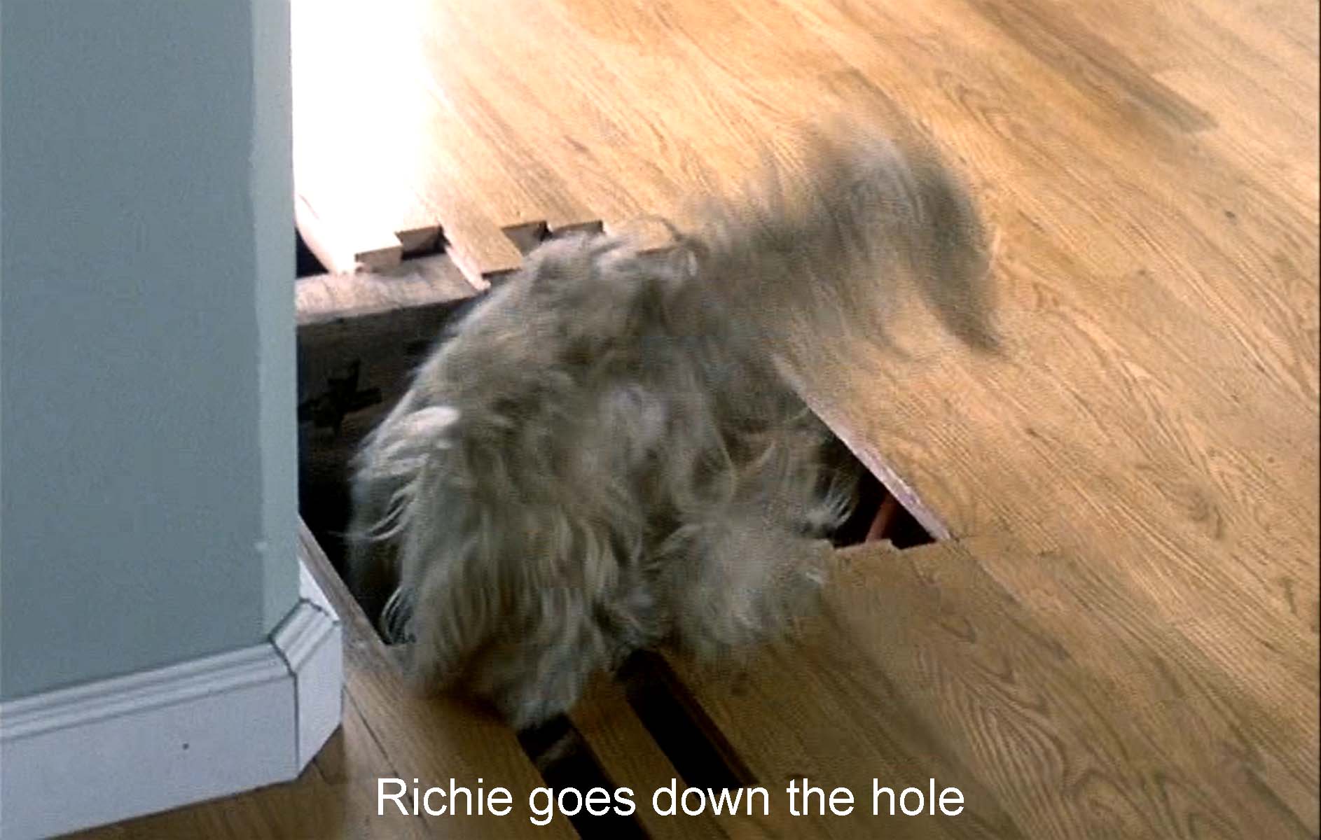 Richie the dog goes under the floorboards