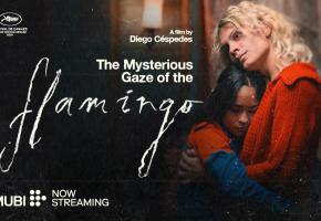 flamingo
